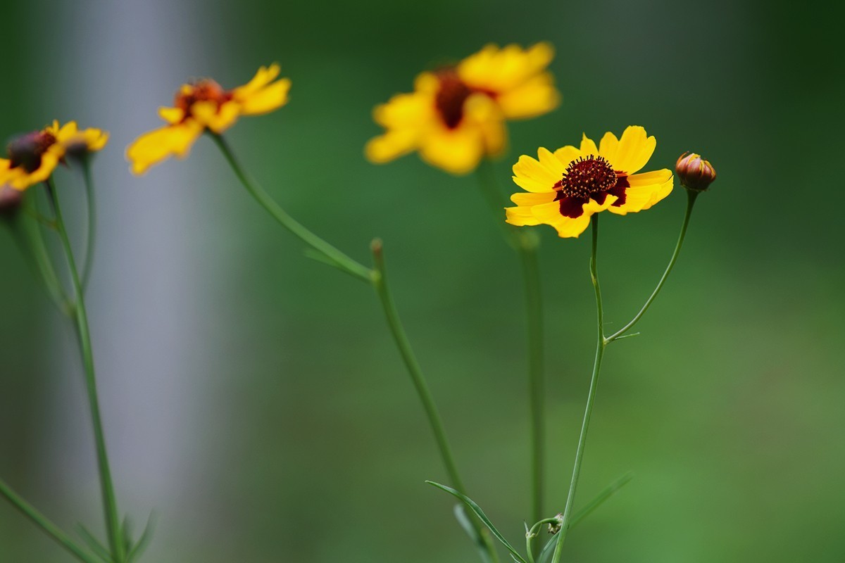 刚刚拍摄的小草花