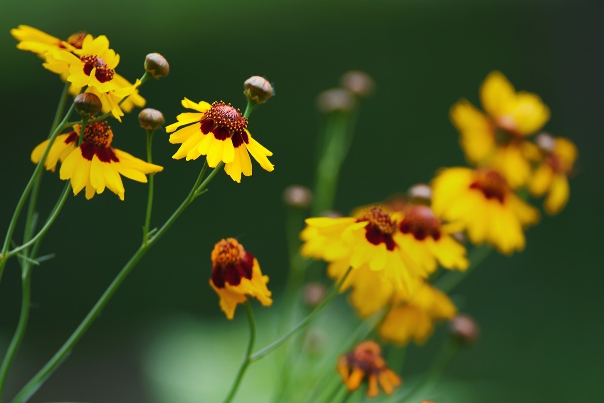 刚刚拍摄的小草花