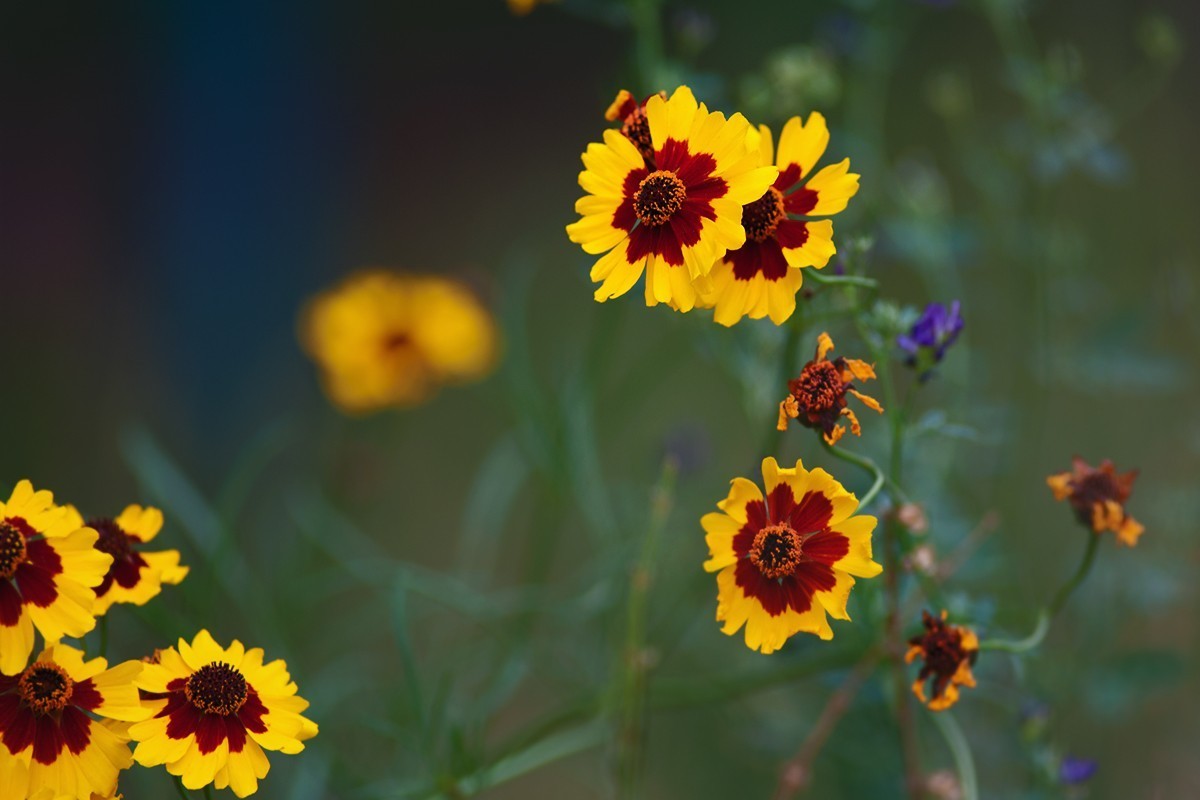 刚刚拍摄的小草花