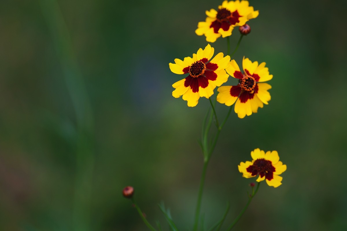 刚刚拍摄的小草花