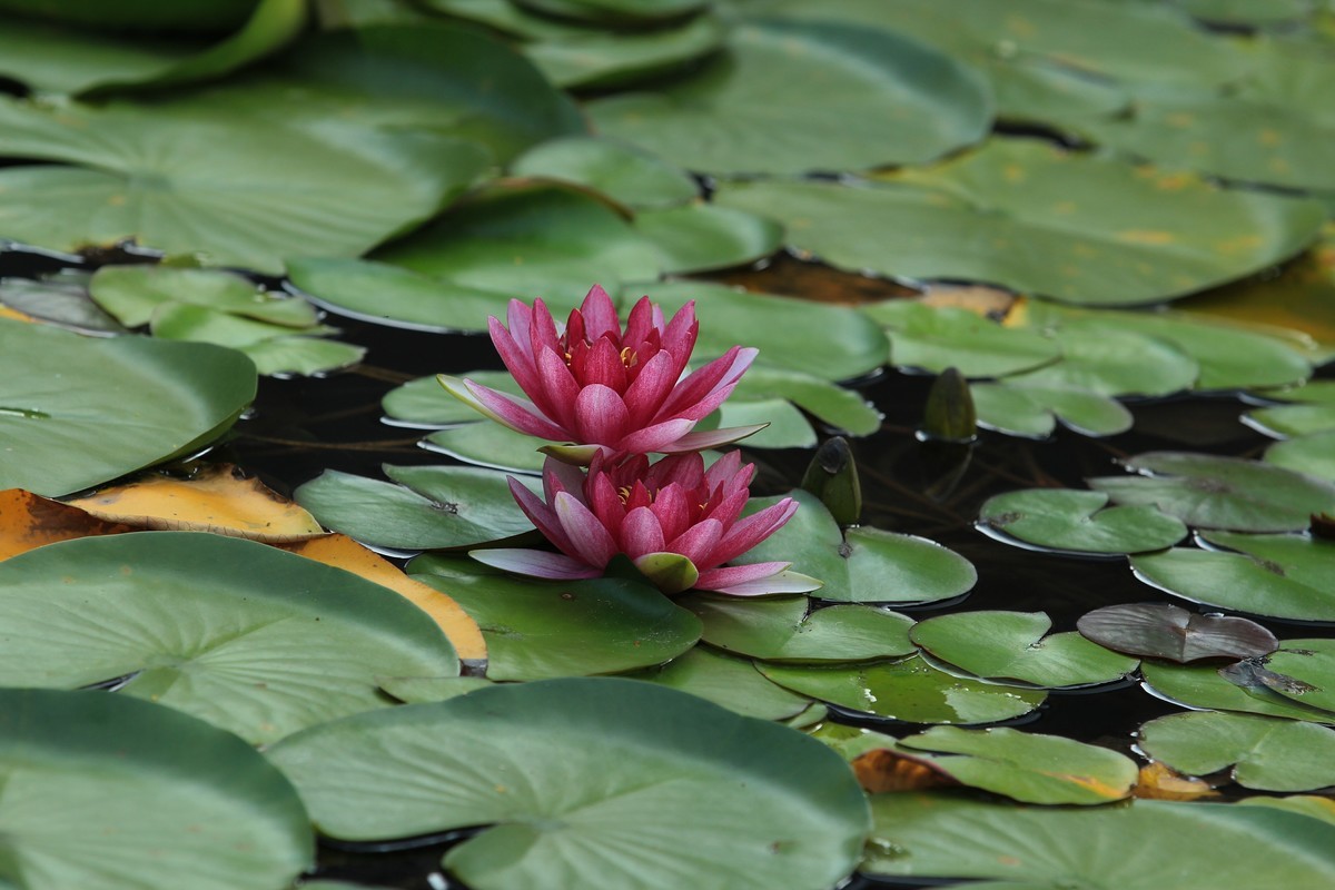 拍摄花卉一（350）
