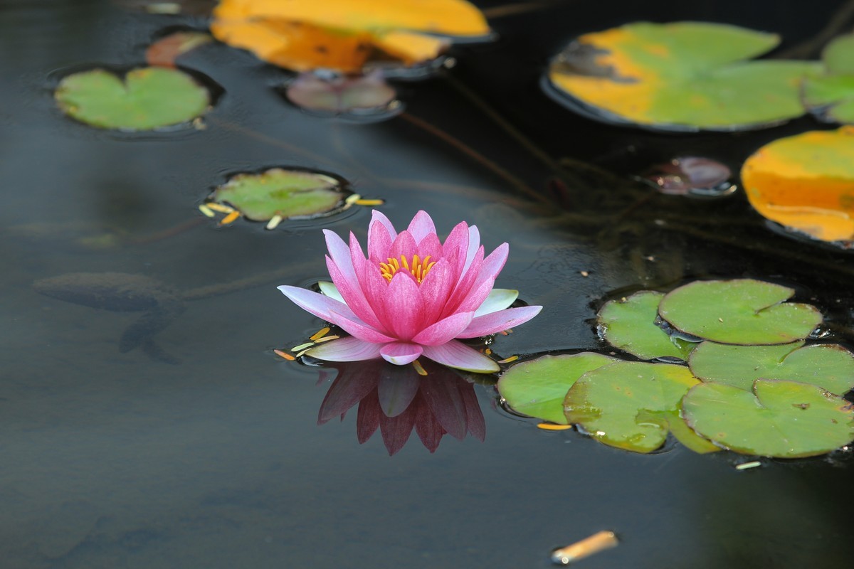 拍摄花卉一（350）