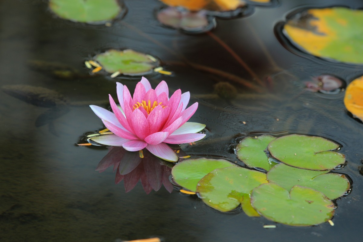 拍摄花卉一（350）