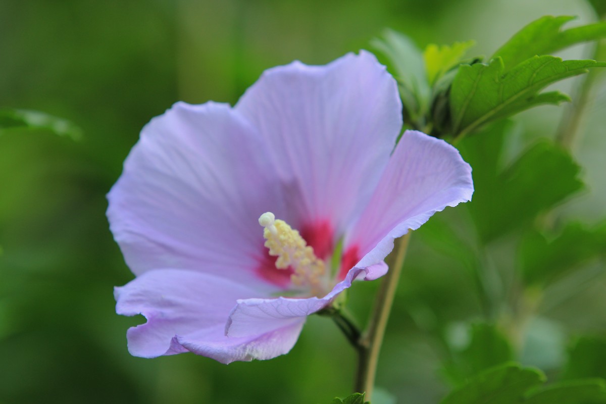 拍摄花卉一（350）