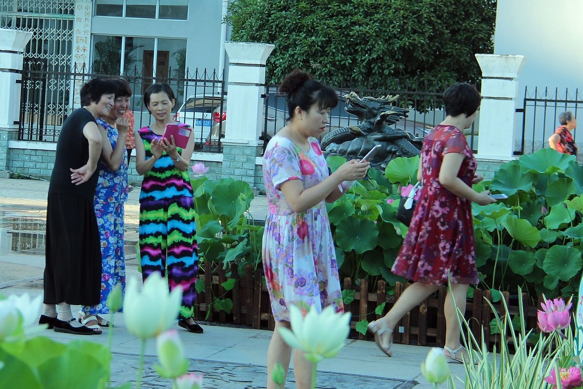 老片盆栽荷花=18