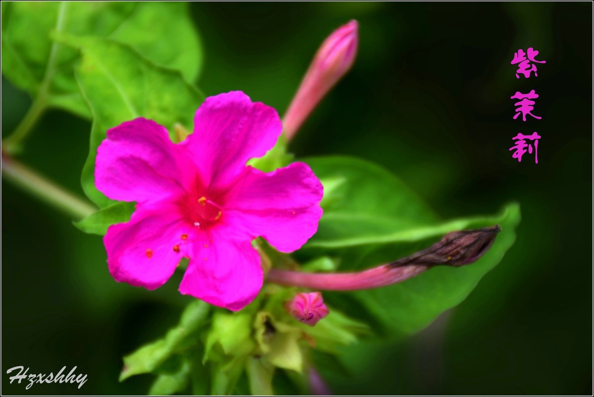 紫茉莉（2024235）