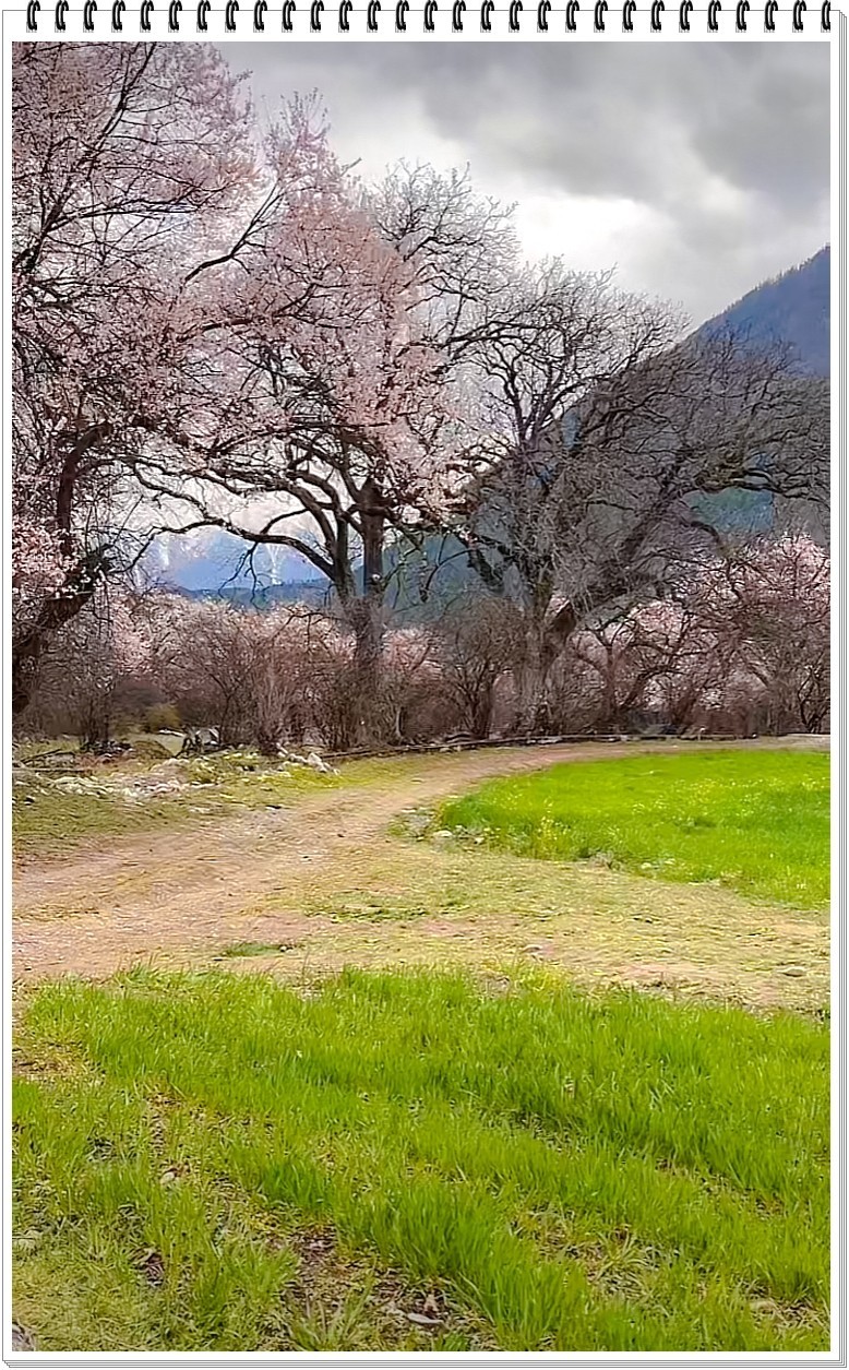 2025年- 西藏林芝风光纪实抓拍-0354