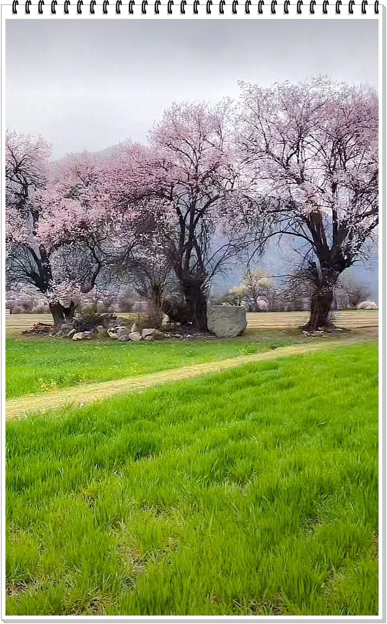 2025年- 西藏林芝风光纪实抓拍-0354