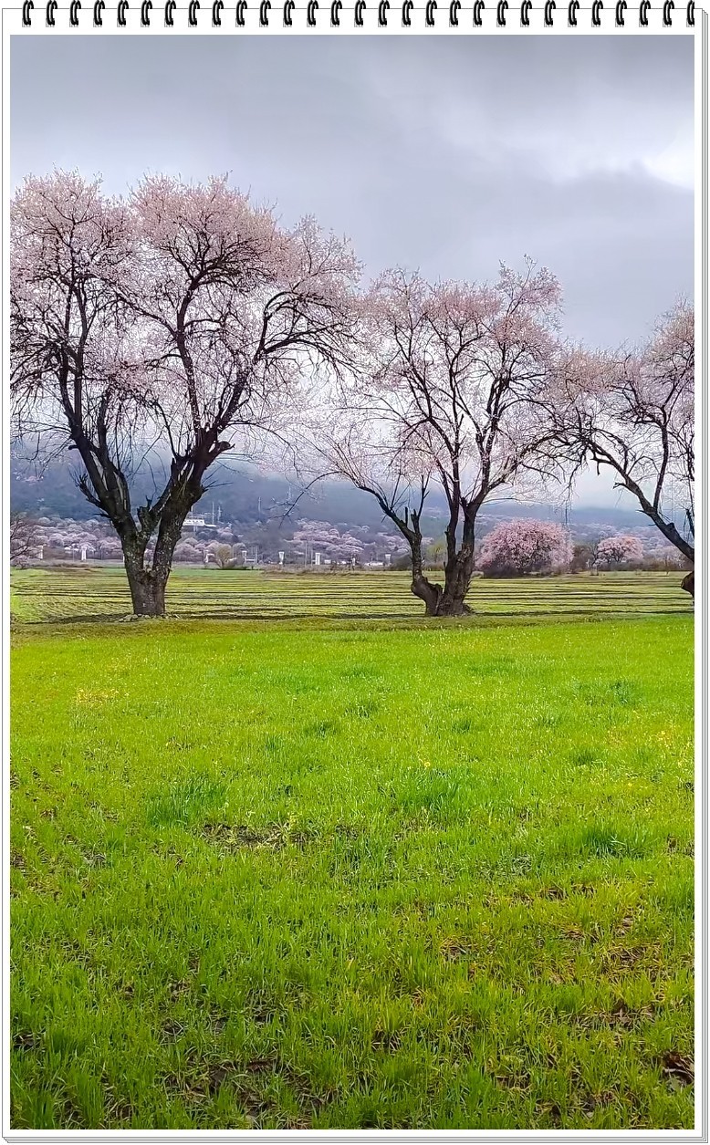 2025年- 西藏林芝风光纪实抓拍-0354