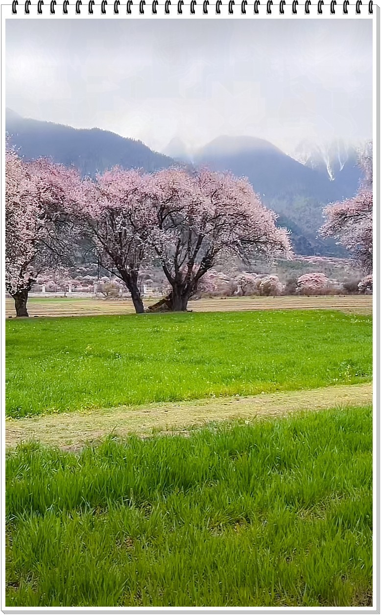 2025年- 西藏林芝风光纪实抓拍-0354