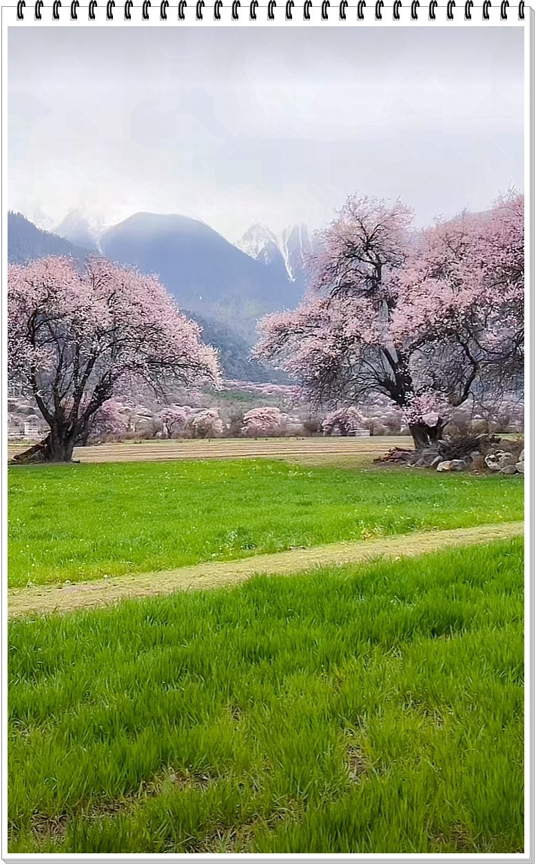 2025年- 西藏林芝风光纪实抓拍-0354