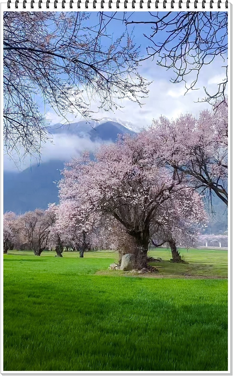 2025年- 西藏林芝风光纪实抓拍-0354