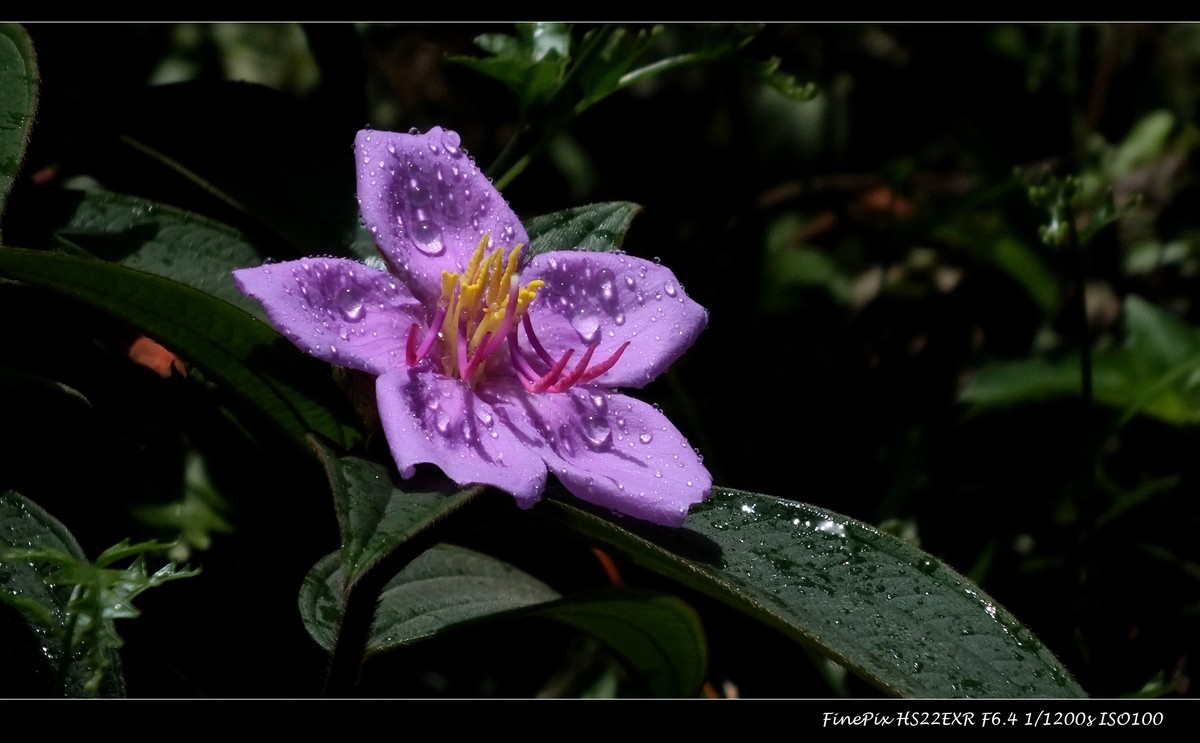 #版主坐堂#索尼大版星空(中国)2025年 4 月份优秀作品精选汇总