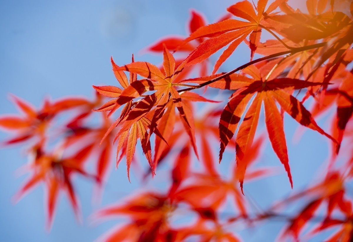 #版主坐堂#索尼大版星空(中国)2025年 4 月份优秀作品精选汇总