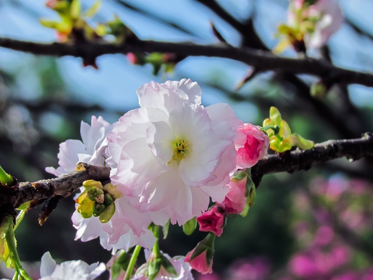 #版主坐堂#索尼大版星空(中国)2025年 4 月份优秀作品精选汇总