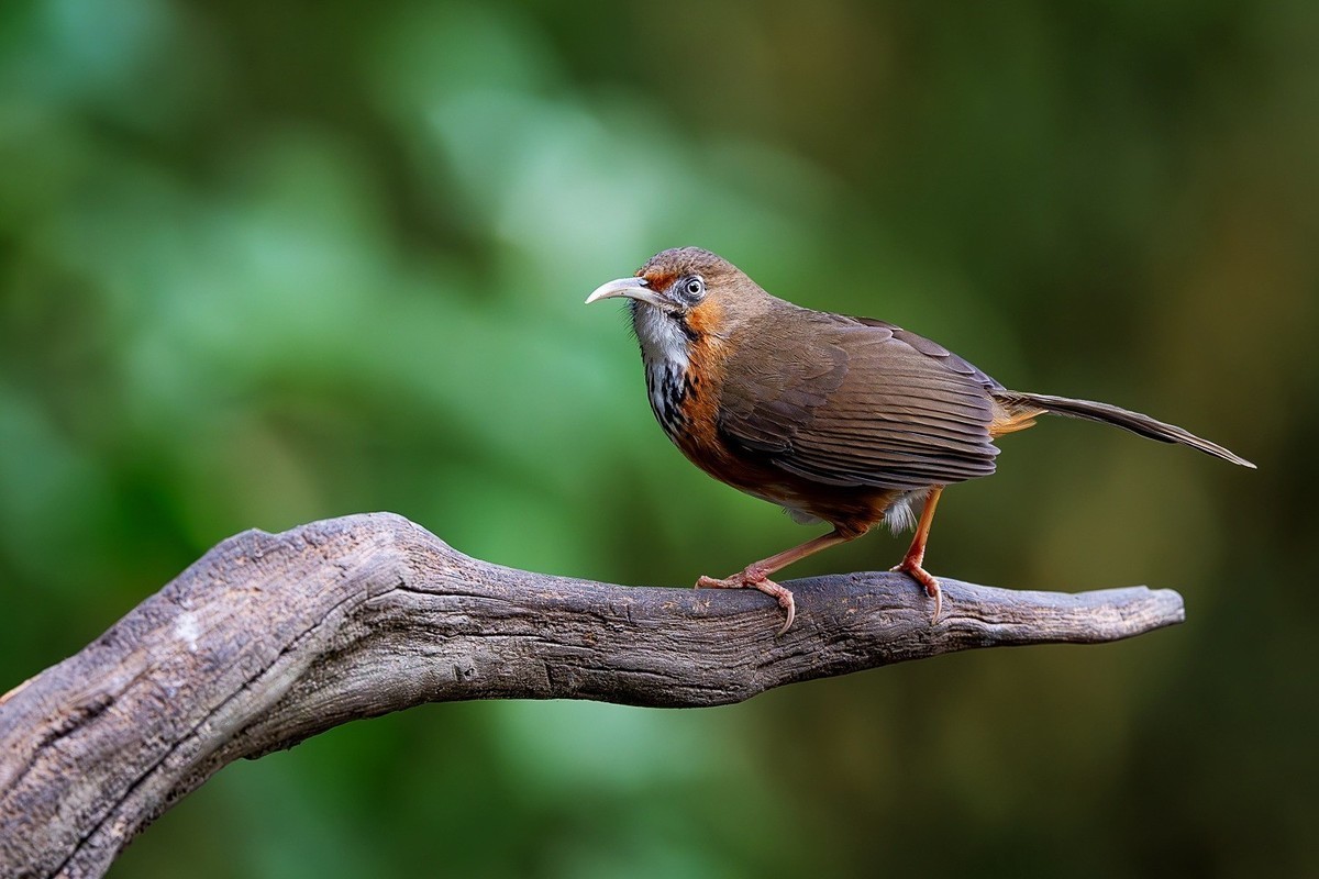 #版主坐堂#索尼大版星空(中国)2025年 4 月份优秀作品精选汇总