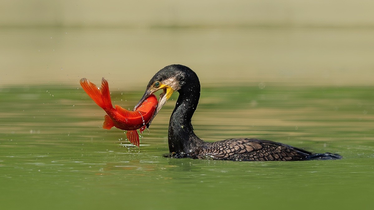 #版主坐堂#索尼大版星空(中国)2025年 4 月份优秀作品精选汇总