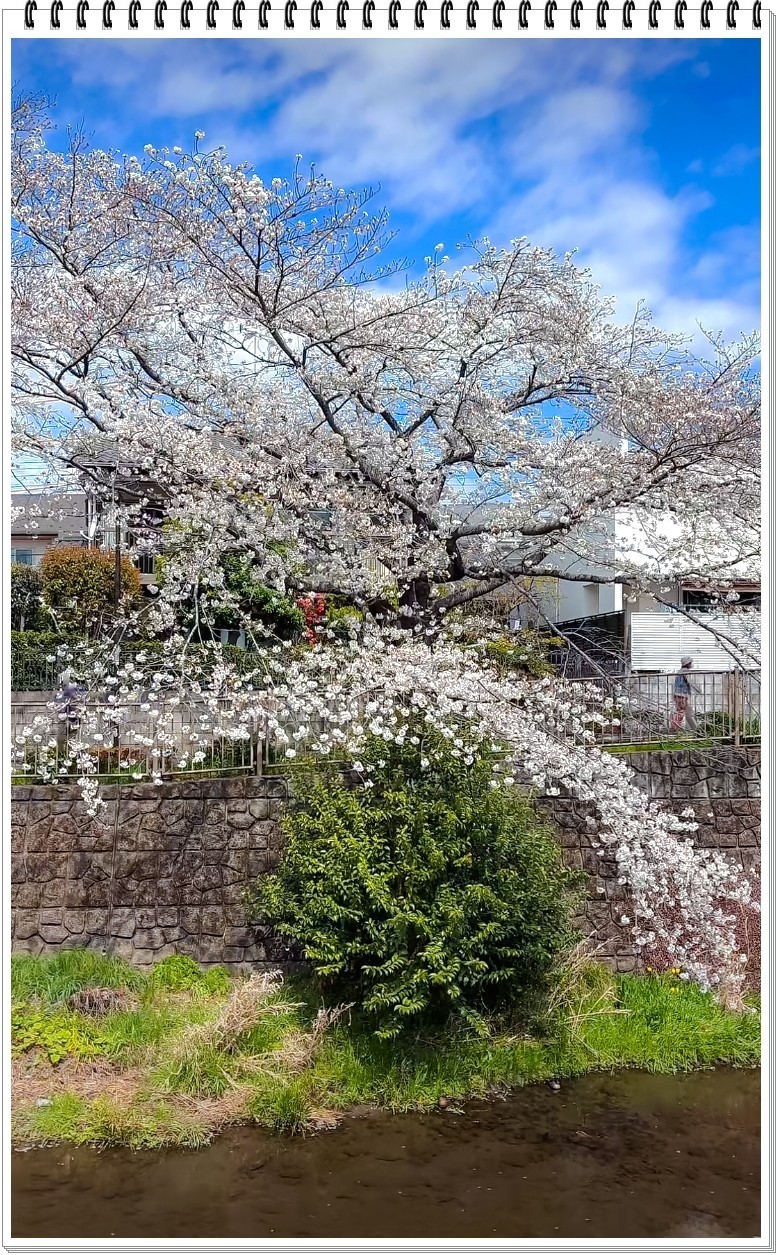 2025年- 樱花季风光抓拍-0356