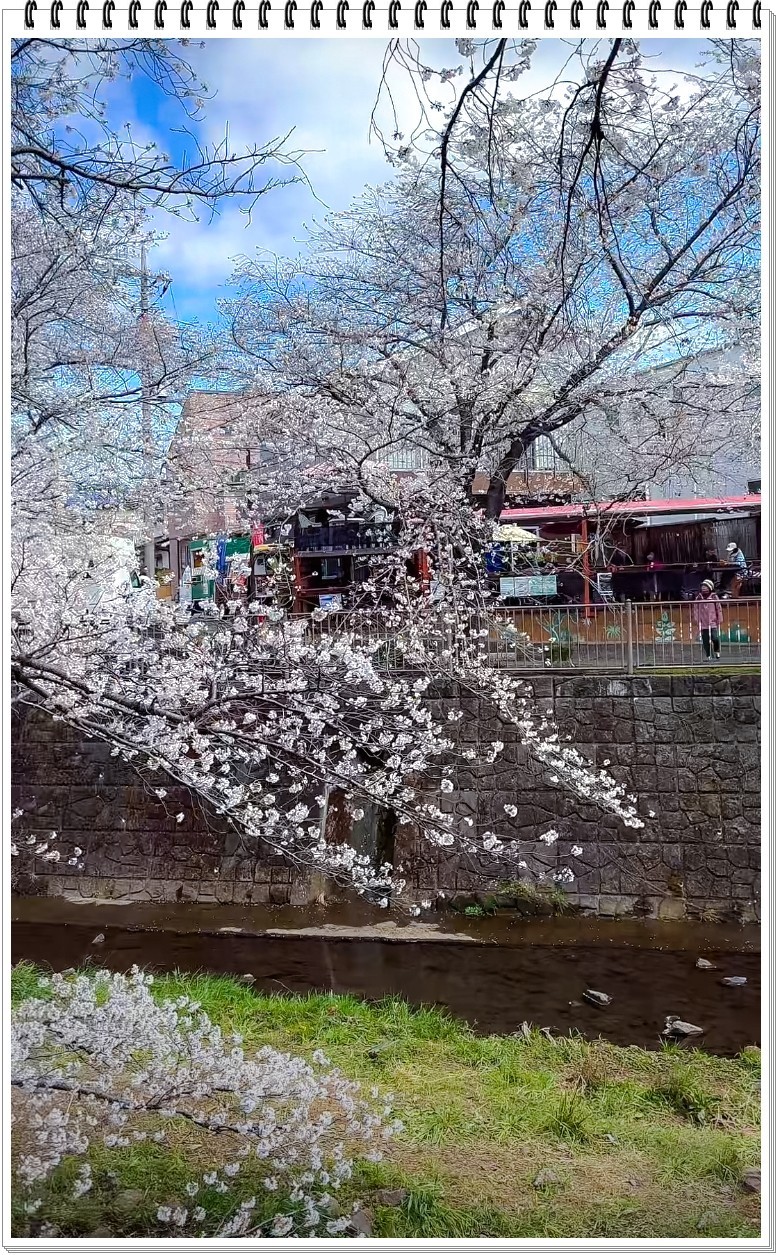 2025年- 樱花季风光抓拍-0356