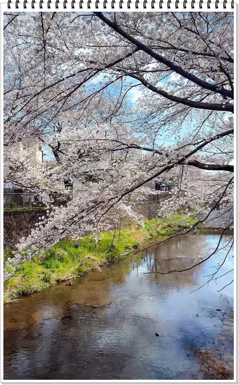2025年- 樱花季风光抓拍-0356