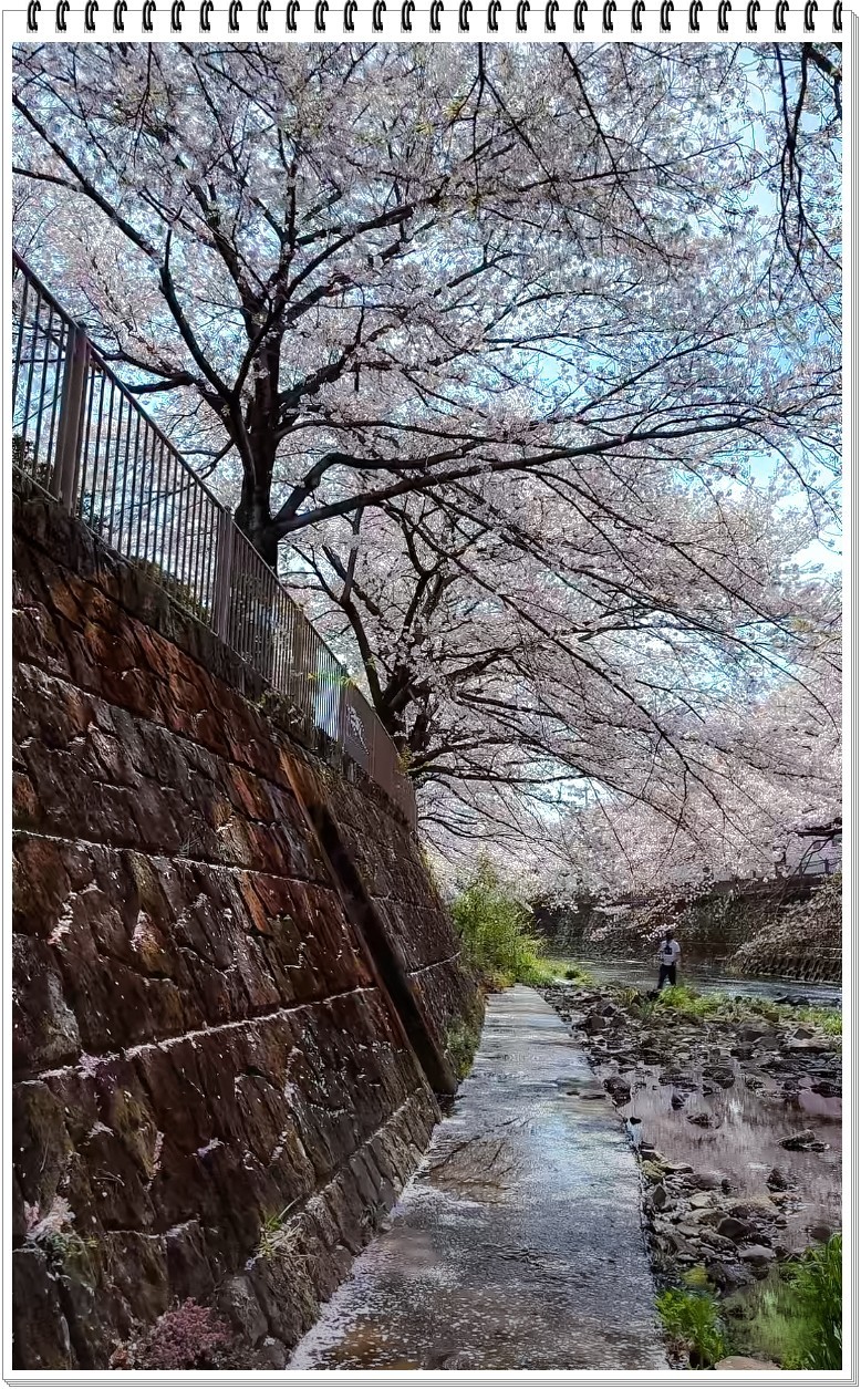 2025年- 樱花季风光抓拍-0356