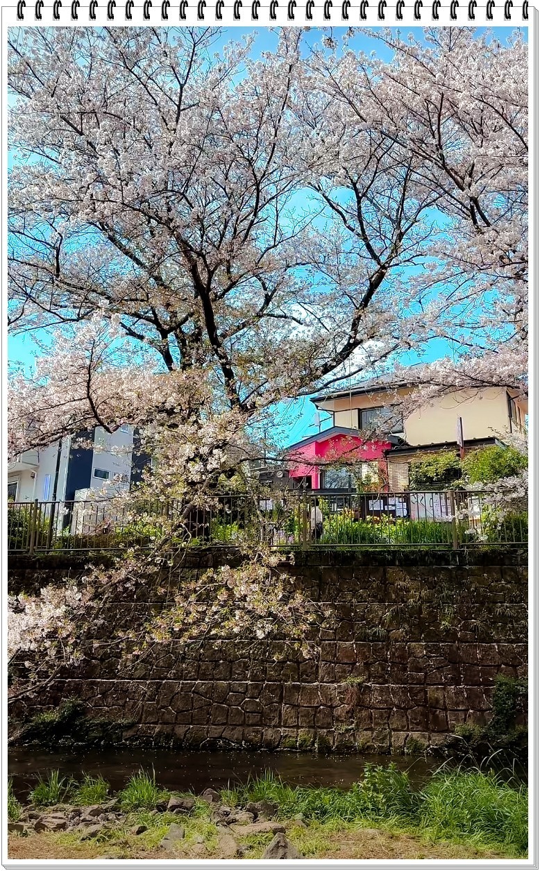 2025年- 樱花季风光抓拍-0356