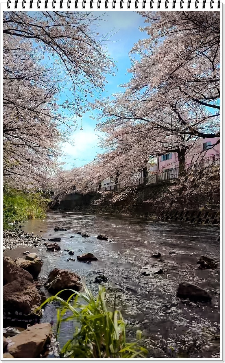 2025年- 樱花季风光抓拍-0356