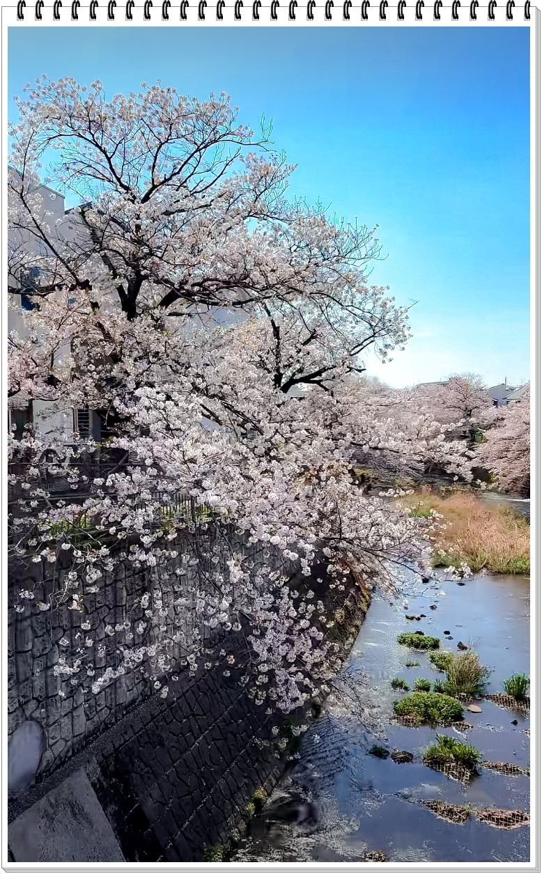 2025年- 樱花季风光抓拍-0356