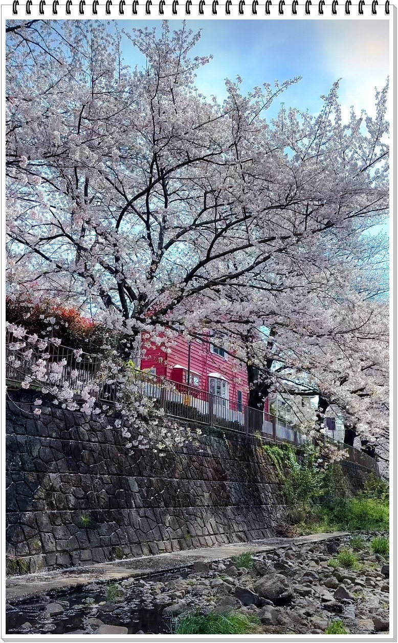 2025年- 樱花季风光抓拍-0356