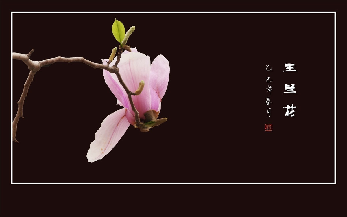 娇羞优雅的玉兰花