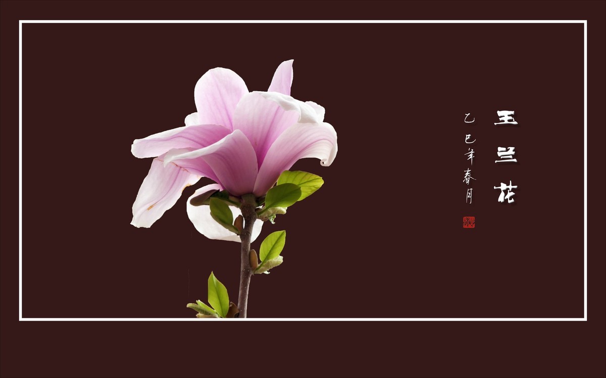 娇羞优雅的玉兰花