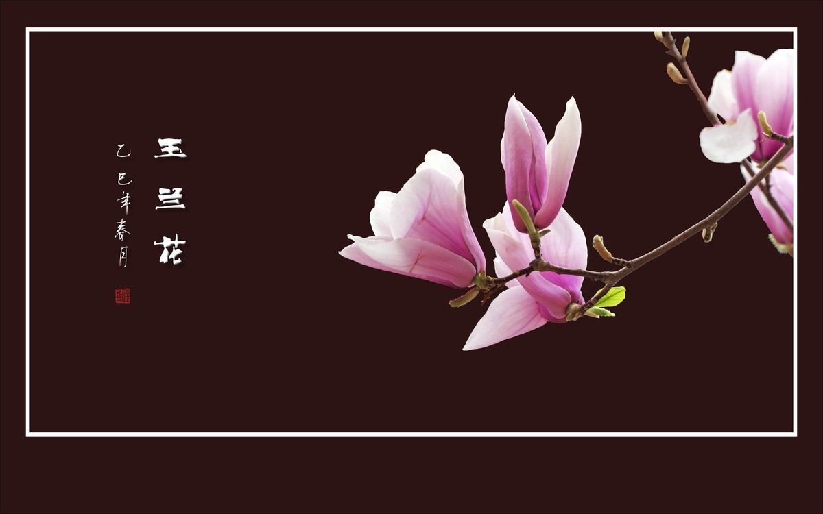 娇羞优雅的玉兰花