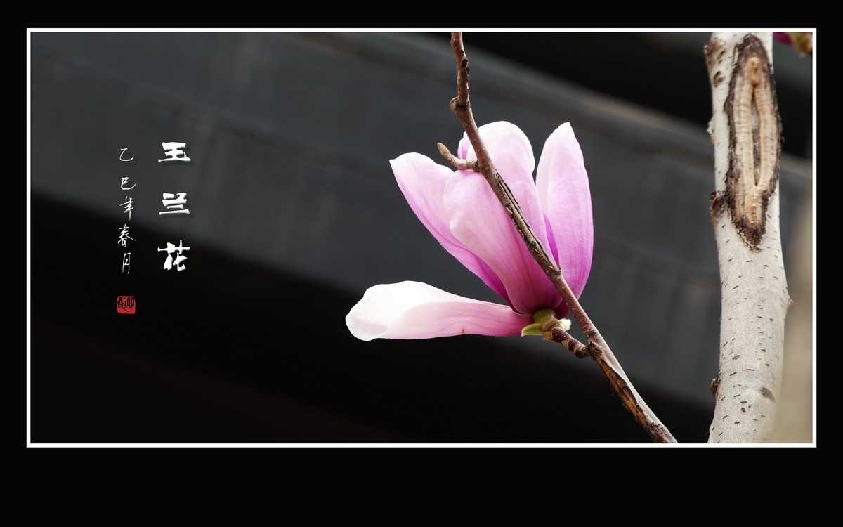 娇羞优雅的玉兰花