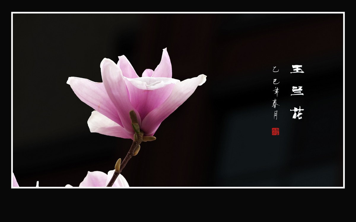 娇羞优雅的玉兰花