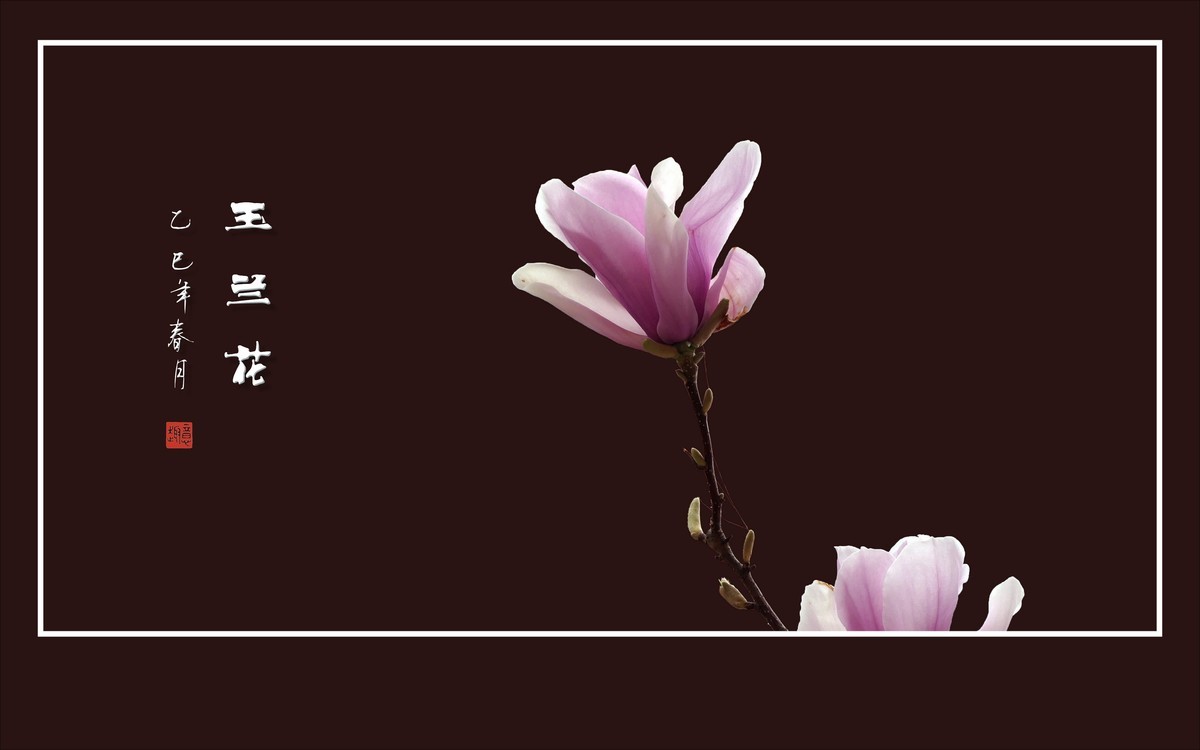 娇羞优雅的玉兰花
