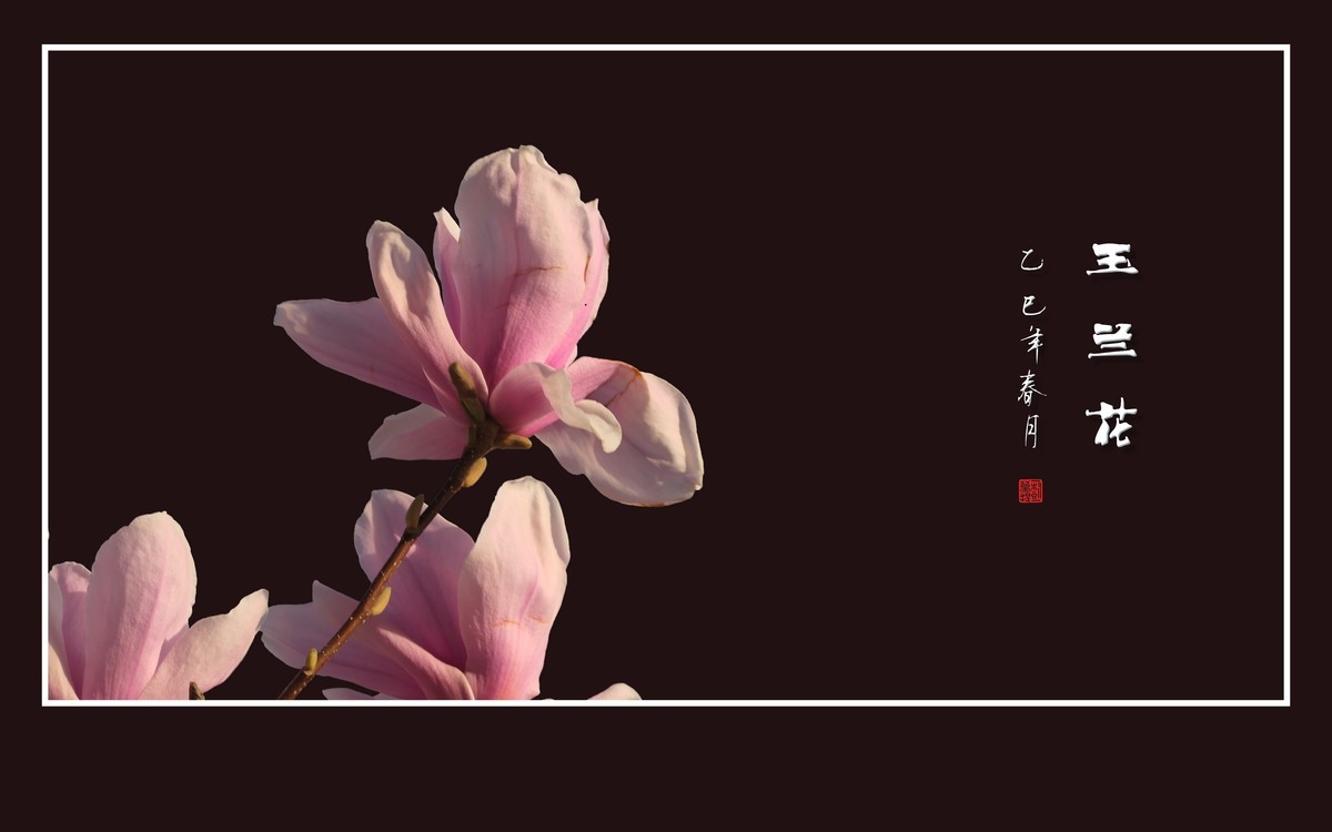 娇羞优雅的玉兰花