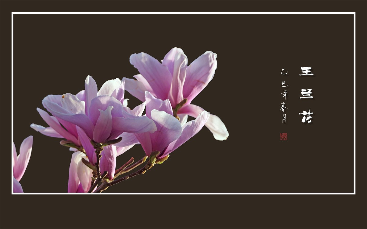 娇羞优雅的玉兰花