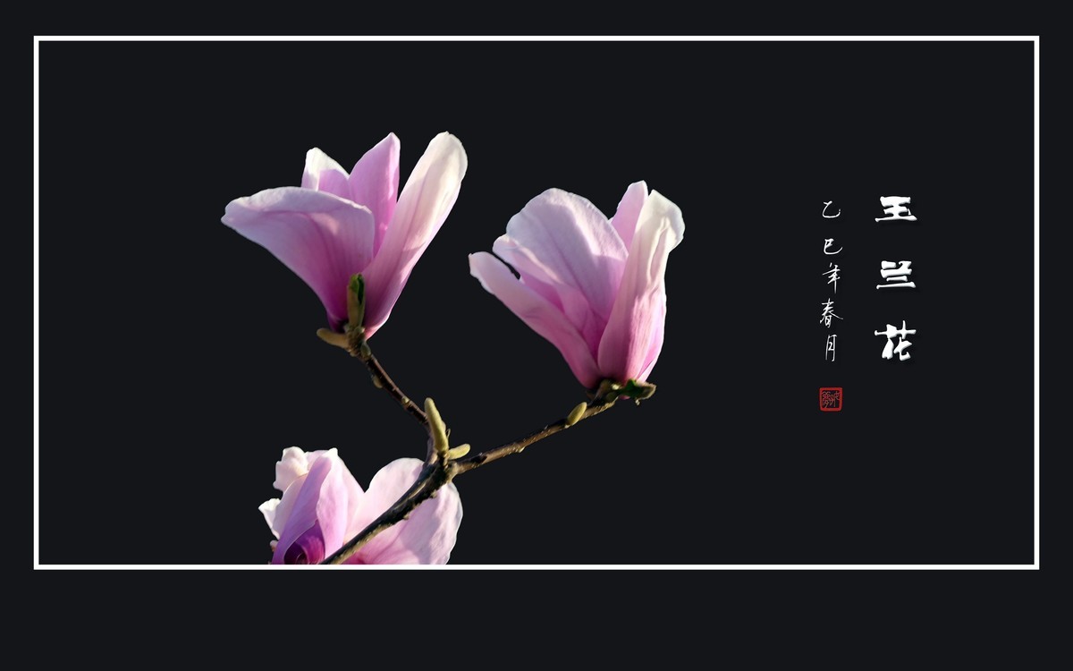 娇羞优雅的玉兰花