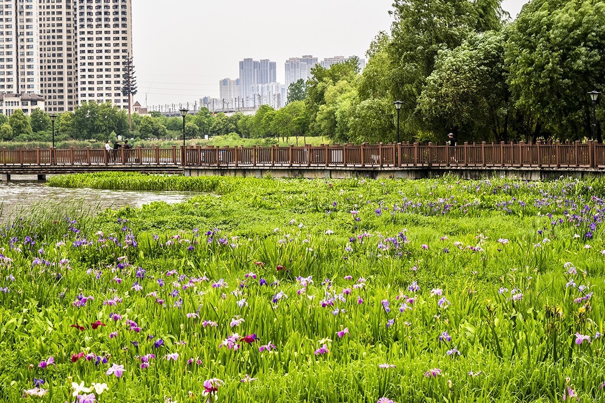 杨春湖景区春色