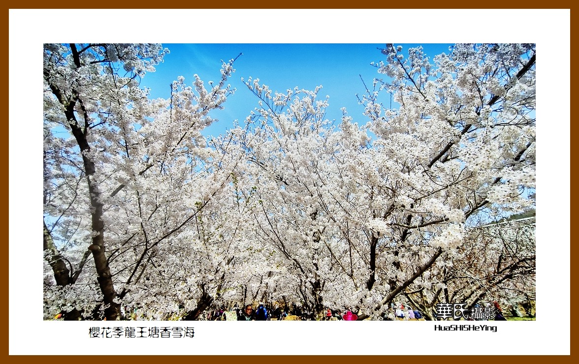 美色辽宁—樱花季龙王塘香雪海（大连市旅顺口）