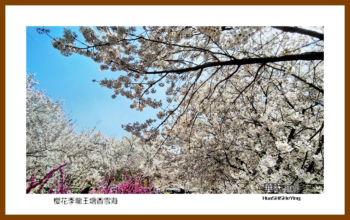 美色辽宁—樱花季龙王塘香雪海（大连市旅顺口）
