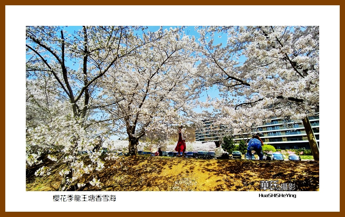 美色辽宁—樱花季龙王塘香雪海（大连市旅顺口）