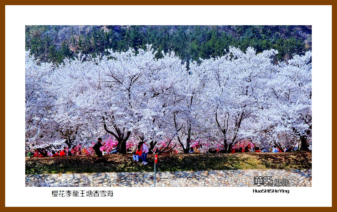 美色辽宁—樱花季龙王塘香雪海（大连市旅顺口）