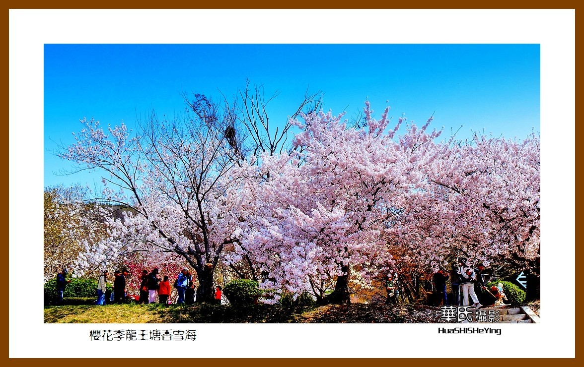 美色辽宁—樱花季龙王塘香雪海（大连市旅顺口）