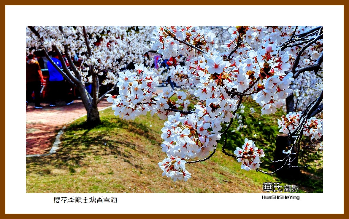 美色辽宁—樱花季龙王塘香雪海（大连市旅顺口）