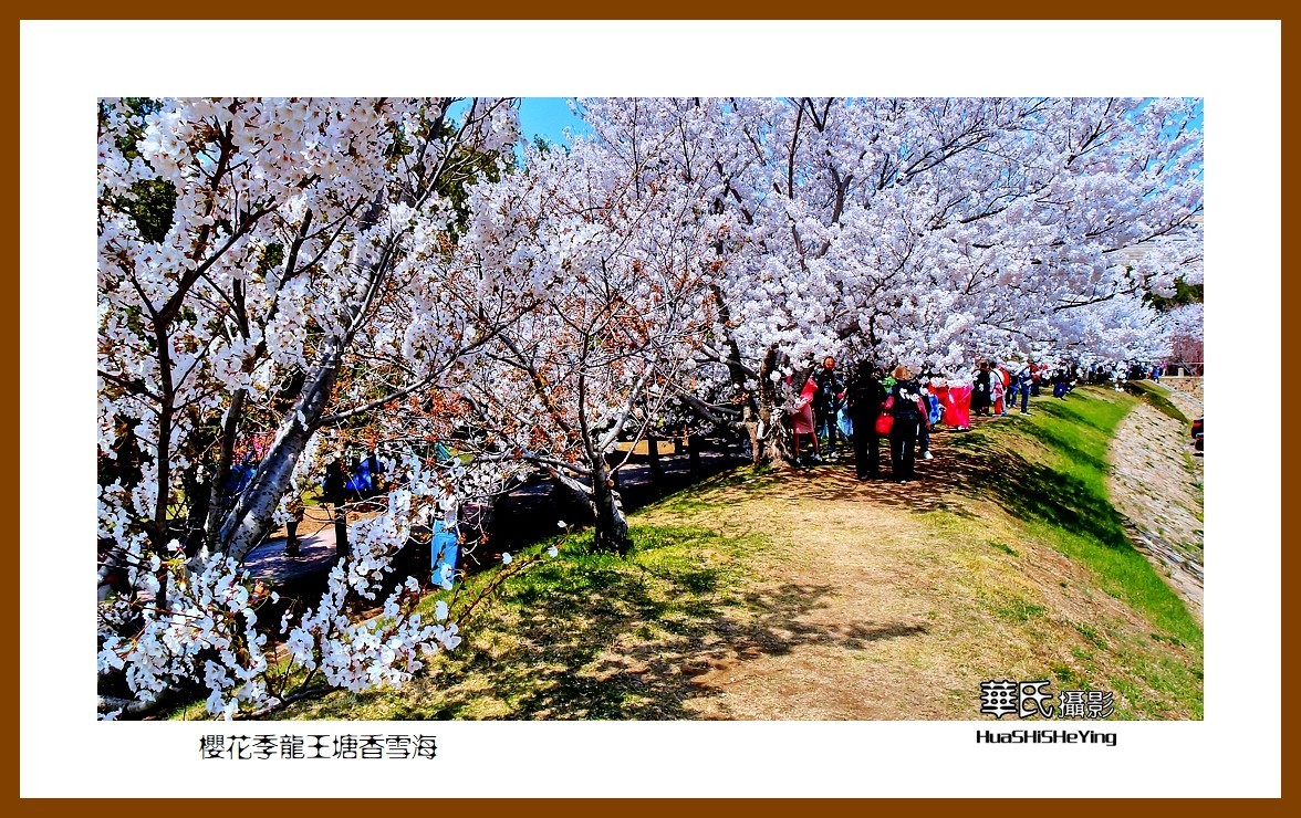 美色辽宁—樱花季龙王塘香雪海（大连市旅顺口）