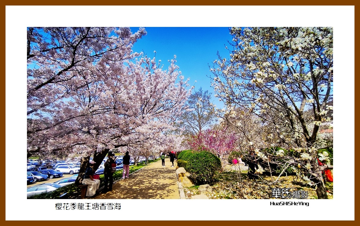 美色辽宁—樱花季龙王塘香雪海（大连市旅顺口）