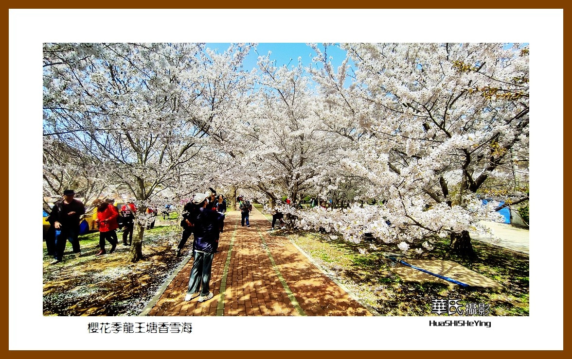 美色辽宁—樱花季龙王塘香雪海（大连市旅顺口）