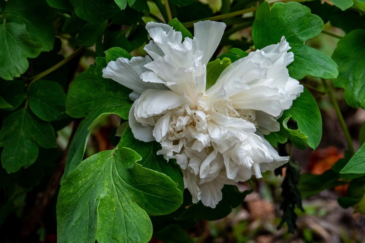 花枝招展（458）