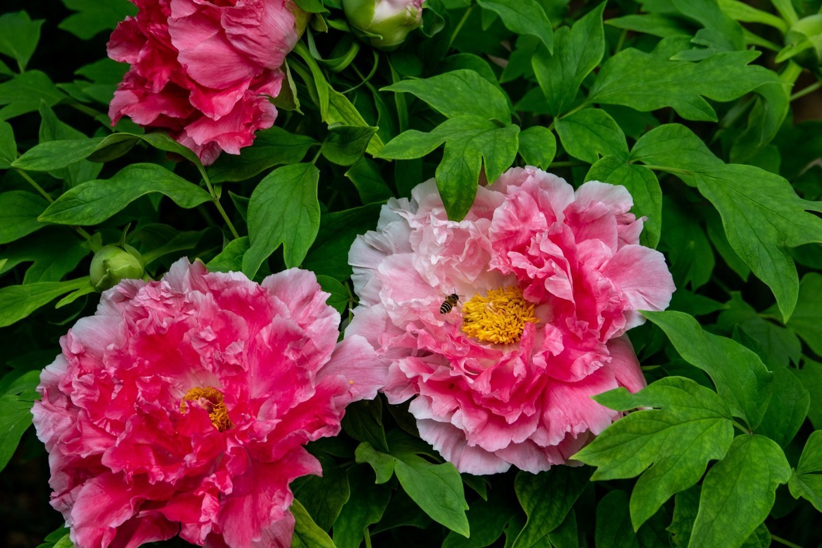 花枝招展（458）